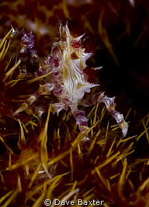 candy crabs -check out his evil red eye !!!! by Dave Baxter 